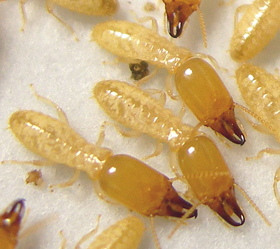 EASTERN SUBTERRANEAN TERMITES