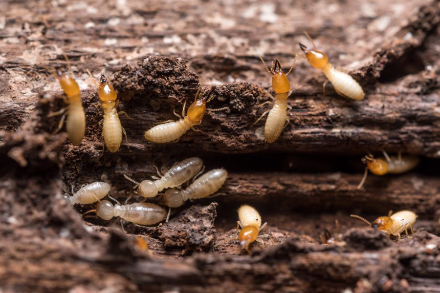 Termites destroying wood in a home