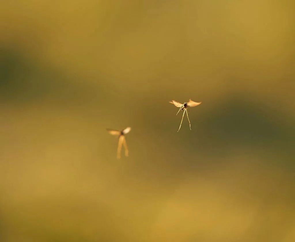 Mosquito pest control service clayton nc