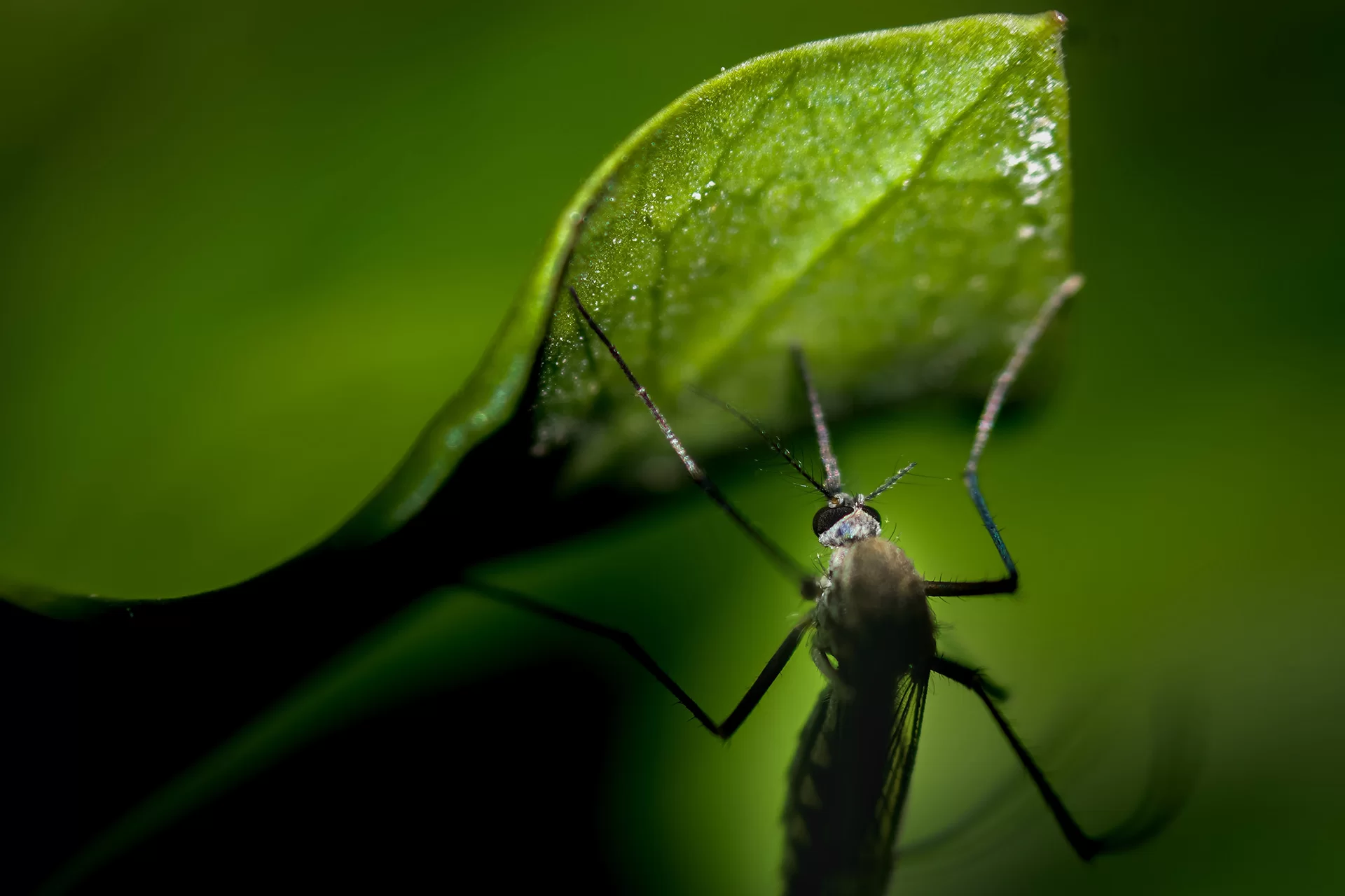 Mosquito up close on leaf in Clayton NC backyard