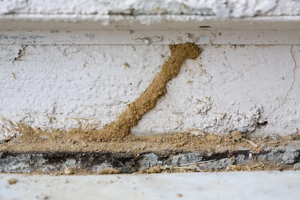 Mud tubes outside a Clayton home made from Termites