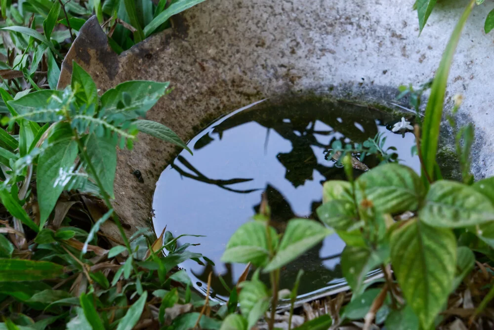 Standing water that is a breeding ground for mosquitos