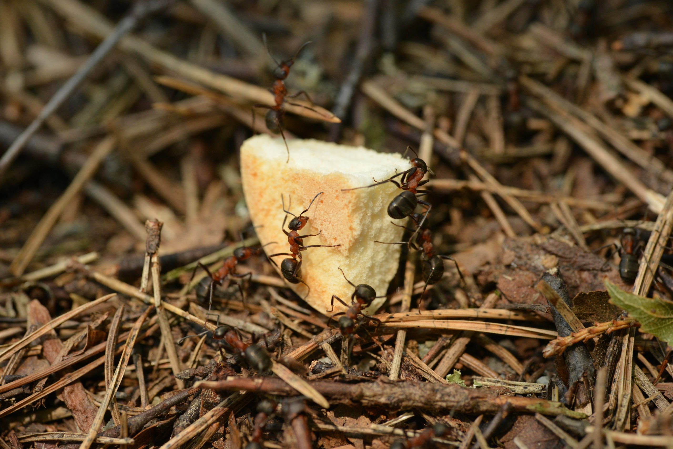 Argentine ants can be found in North Carolina