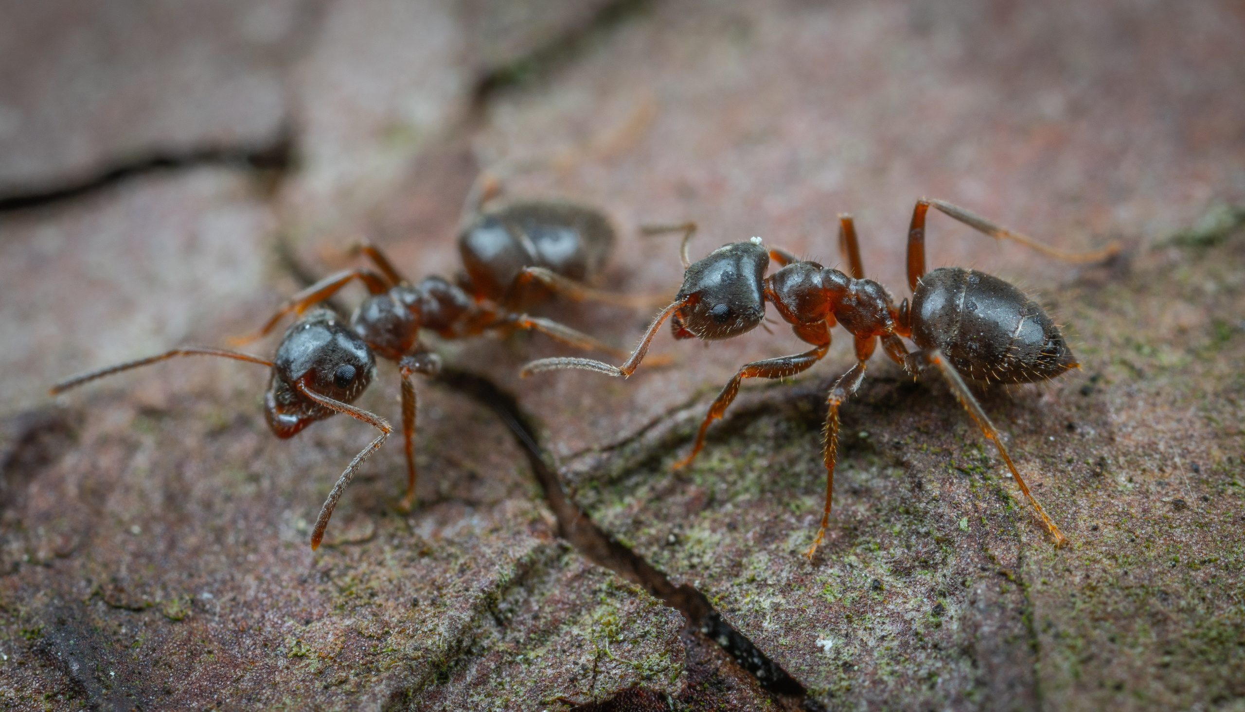 Greenx Pest Control can help if you have a Crazy Ant Infestation in Clayton NC