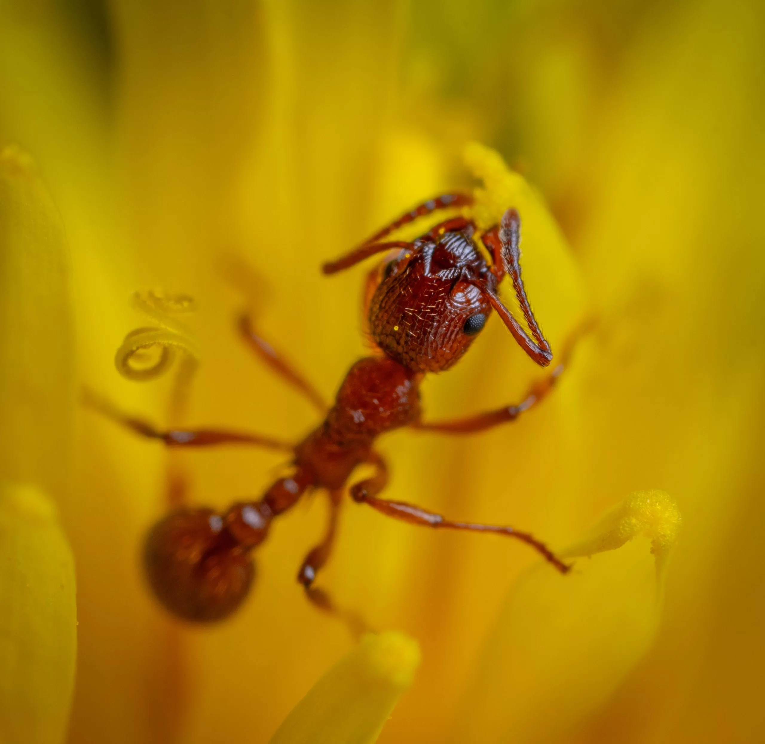 Red fire ant control by Greenx Pest Control of Clayton. NC