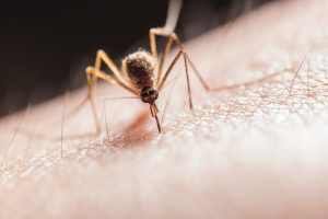 Mosquito on a persons arm. Mosquito control for your home and yard by Greenx of Clayton NC