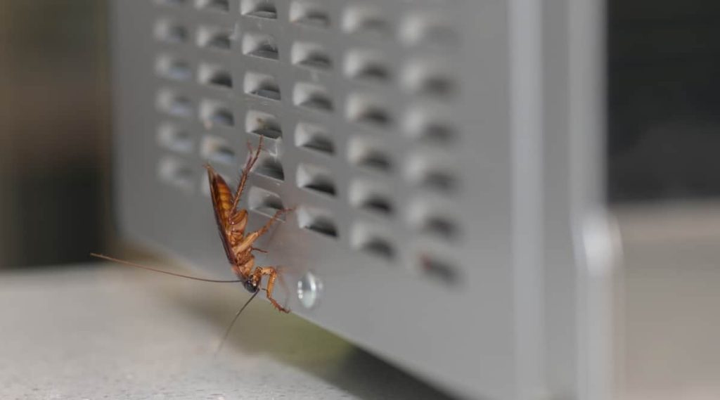 Roaches hide in and around warm appliances