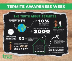 Termite awareness week