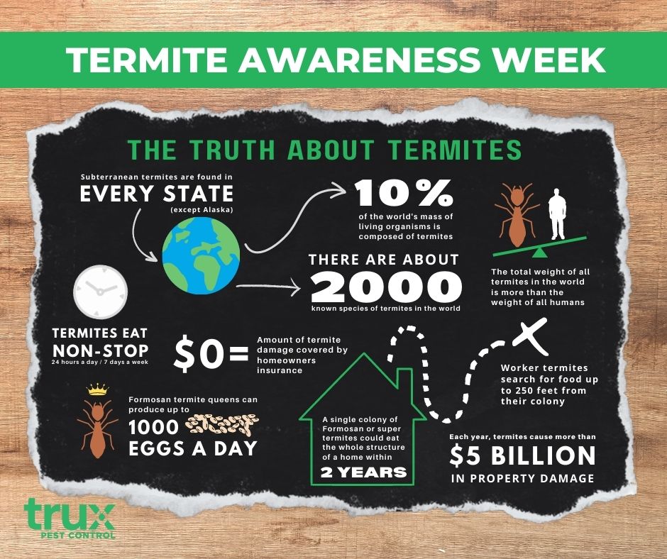 Termite awareness week