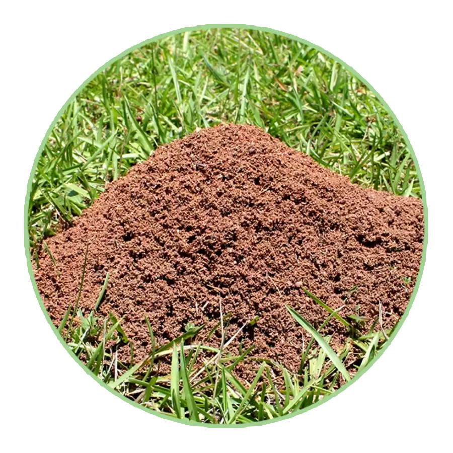 Fire Ant Mound