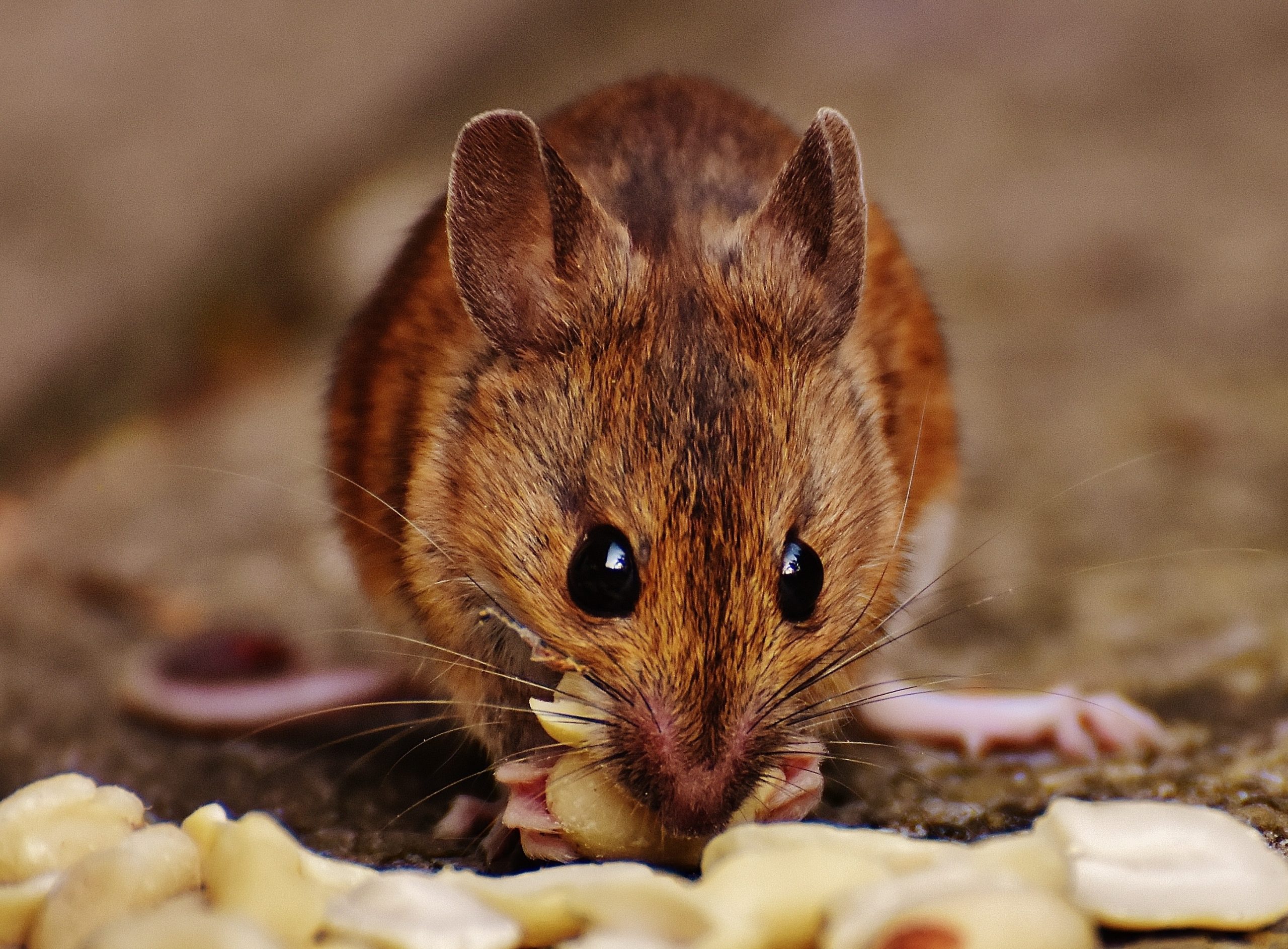 Mice bring in diseases by contaminating food in homes.