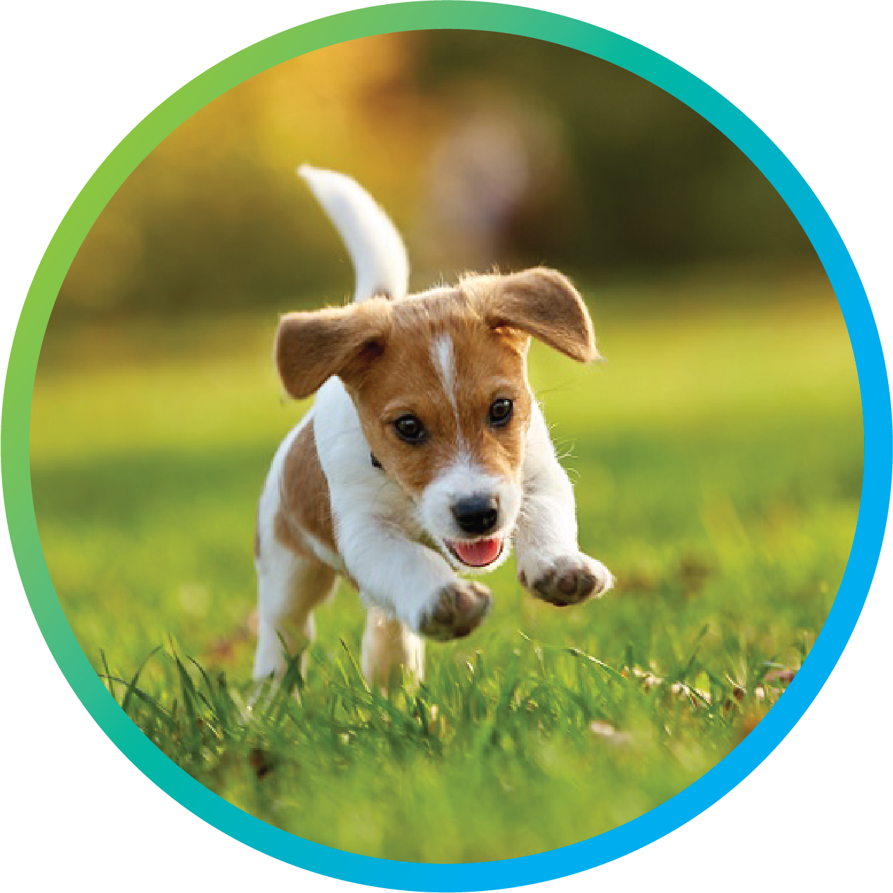 Pest Control Dogs Eco-Friendly Pest Control in Raleigh & Clayton | TruX