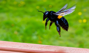 TruX Pest Control can help you keep carpenter bees away from your home and other structures safely in the Raleigh NC area