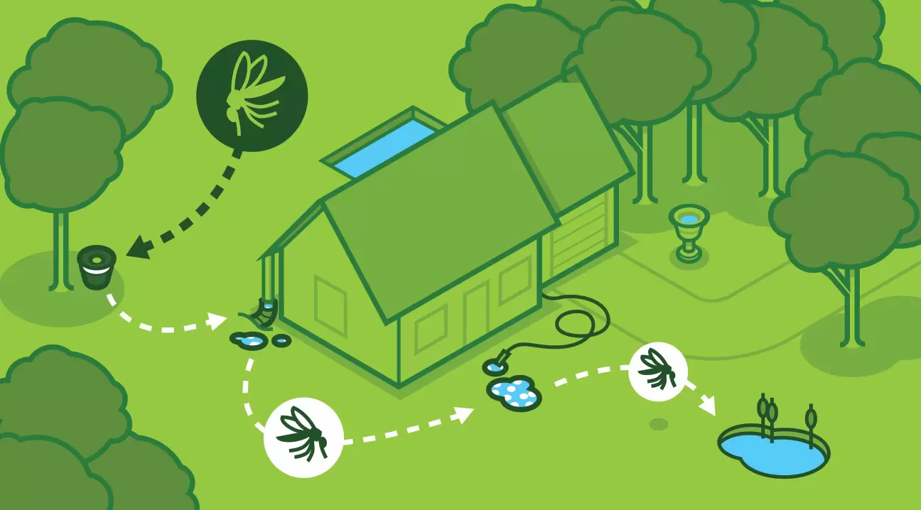 mosquito system map illistration