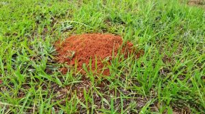 Fire ants Wendell NC