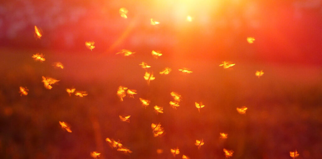 Eco-friendly Mosquito Control