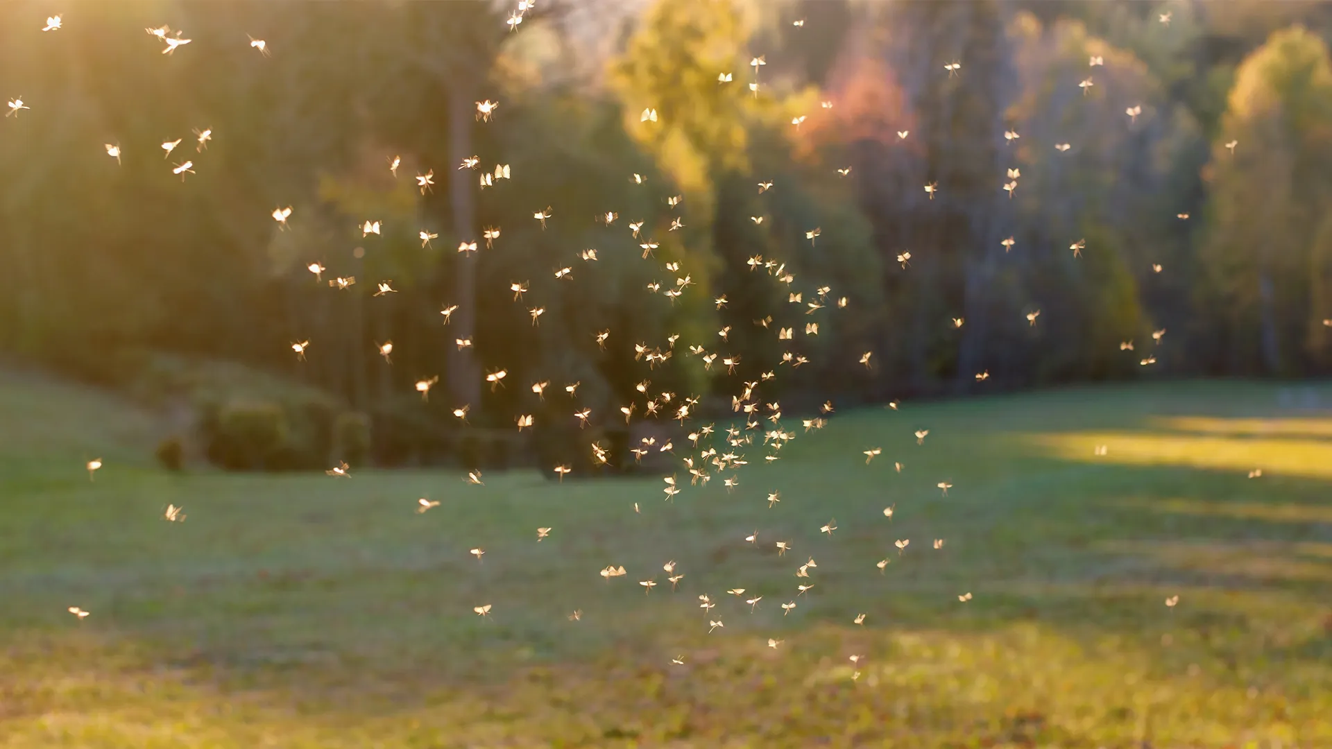 Mosquitos flying in the air