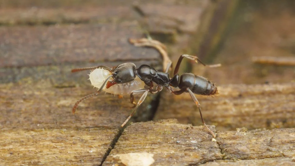 Asian needle ant close up picture