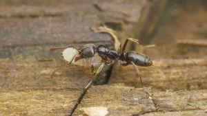 Asian needle ant close up picture