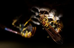 wasp nest