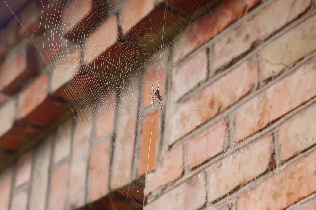 spider on web on the side of a brink home