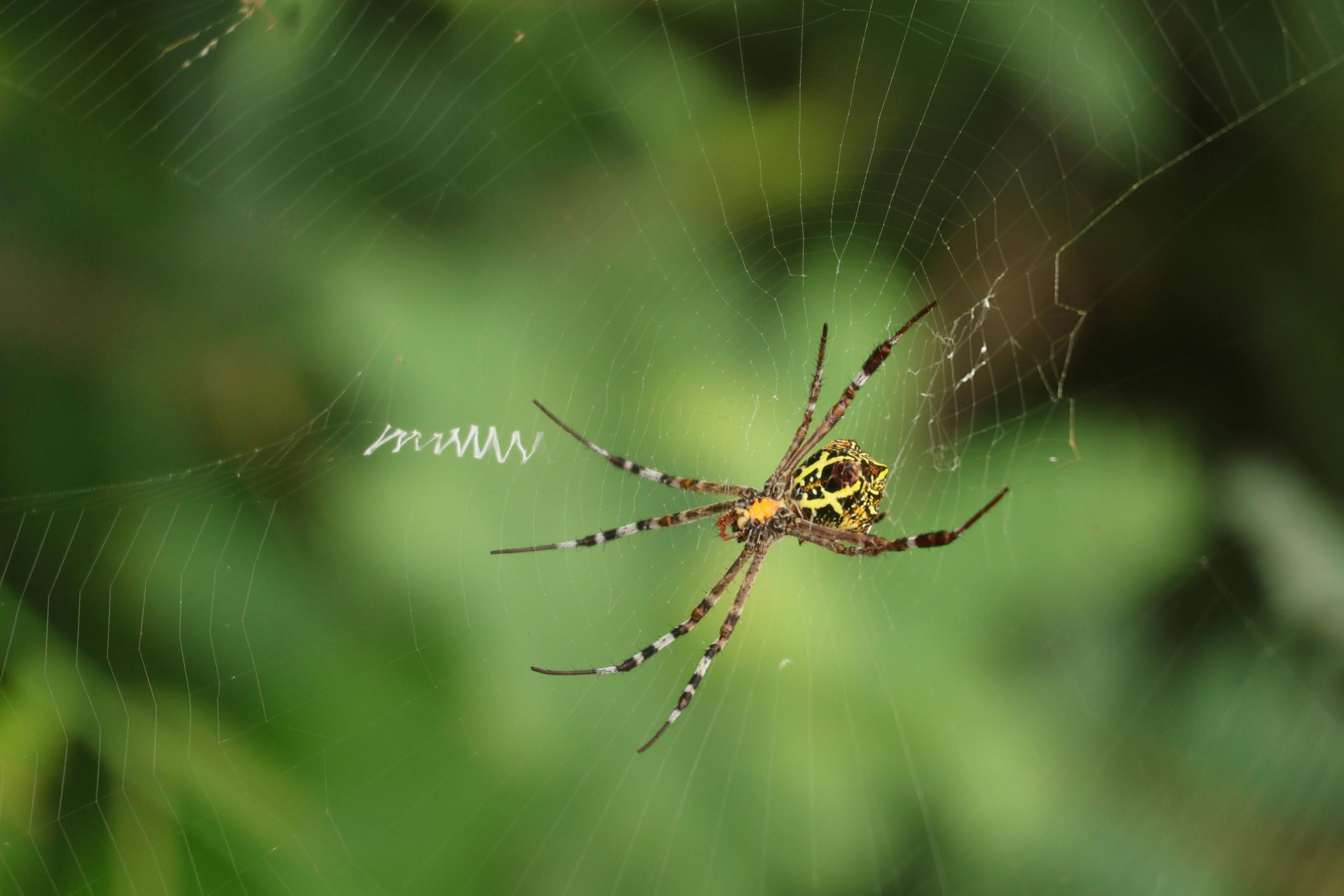 yellow garden spider