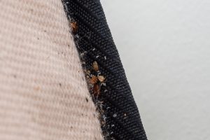 bed bugs in seam of mattress