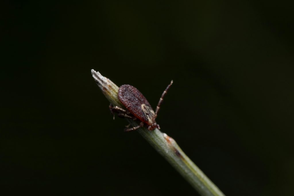 Amercian Dog tick