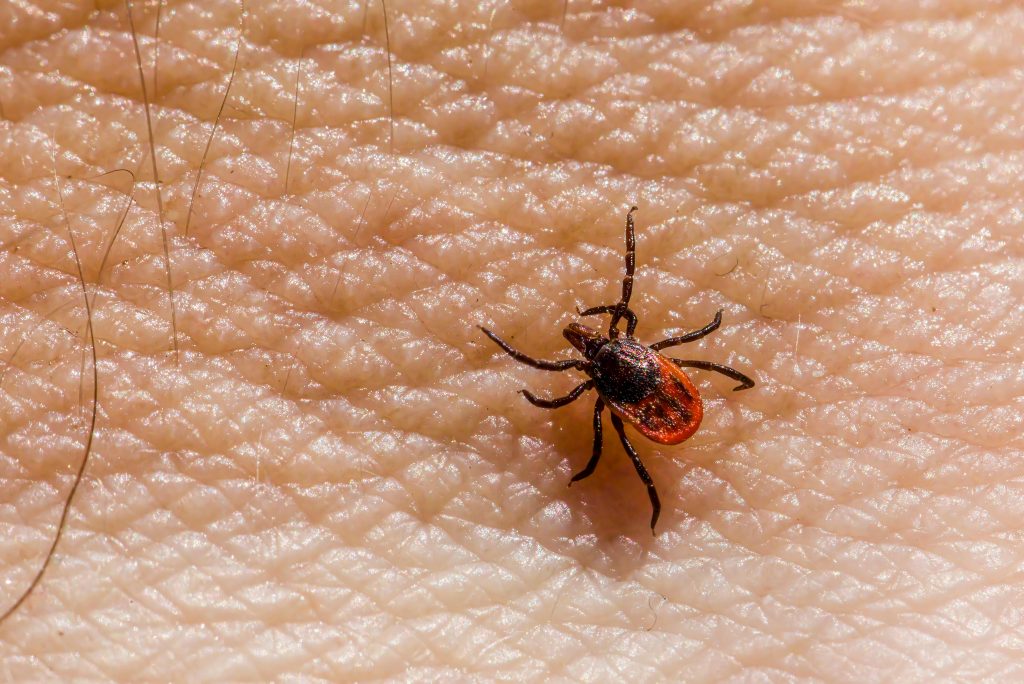 Black legged tick deer tick