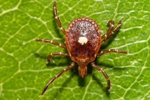 Tick pest control and prevention with TruX Total Lawn care in Raleigh, NC