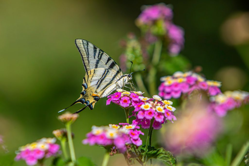 butterfly on flowers Eco-Friendly Pest Control