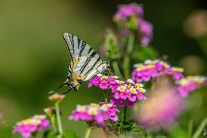 butterfly on flowers Eco-Friendly Pest Control